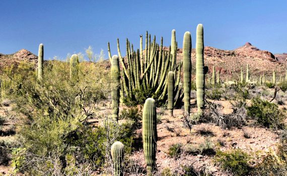 le cactus protection anti-ondes ?